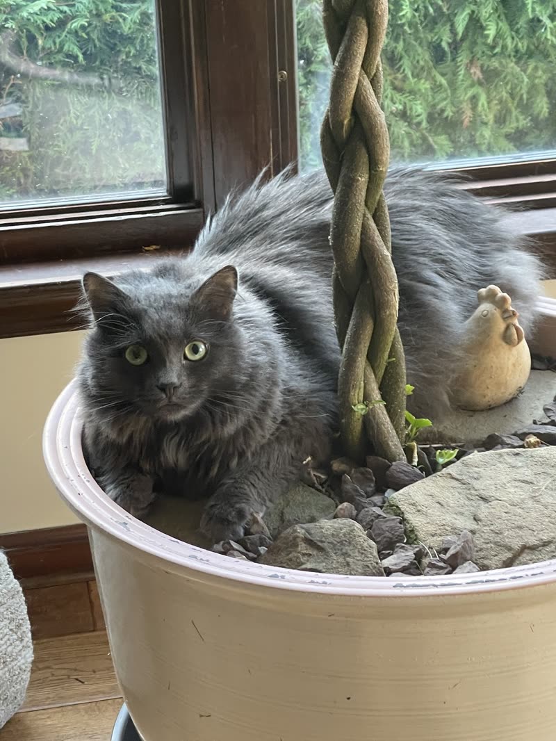 A fluffy grey cat sitting in a large white plant pot beside a window