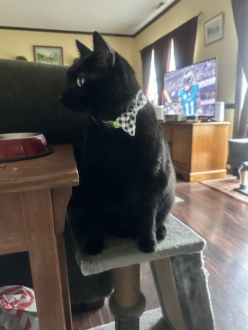 A black cat in a patterned bow tie sitting on a cat tree in a living room