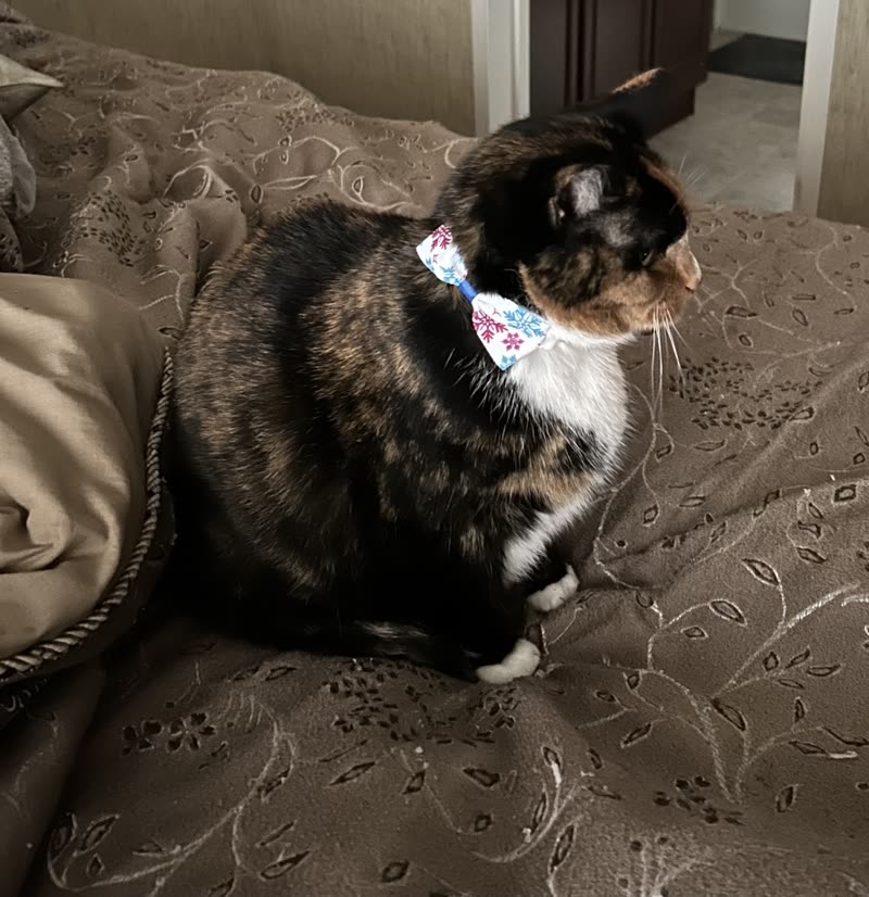 A tortoiseshell and white cat in a floral bow tie seen from the side after grooming