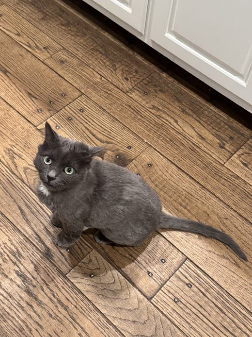A small grey cat with a freshly groomed short coat sitting on a wood-effect floor, looking up