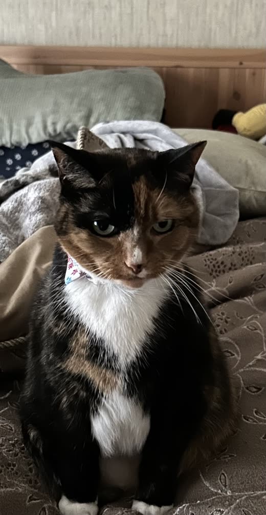 Front-on portrait of a tortoiseshell and white cat sitting upright, fur clean and fluffed