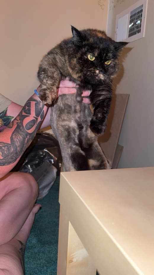 A tortoiseshell cat held against a groomer's chest, a hand gently holding its paw