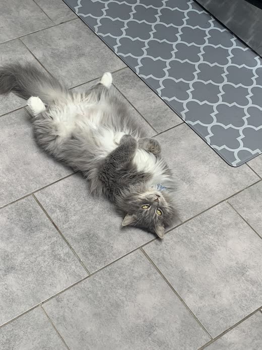 A long-haired grey and white cat stretched out on a tiled floor, shot from above